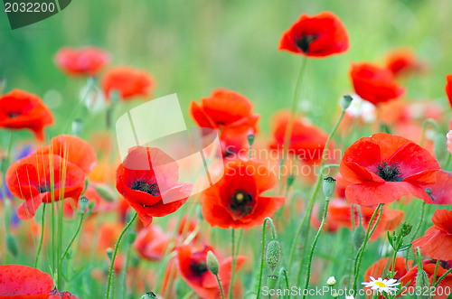 Image of  red poppy 