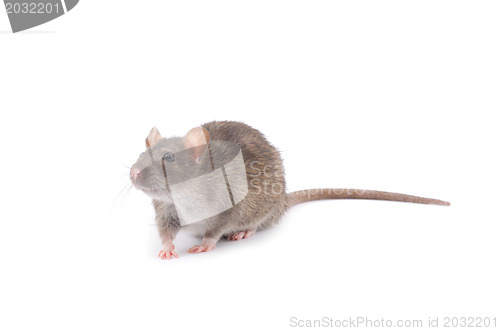 Image of rat 