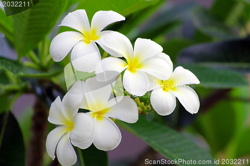 Image of Frangipani flowers 