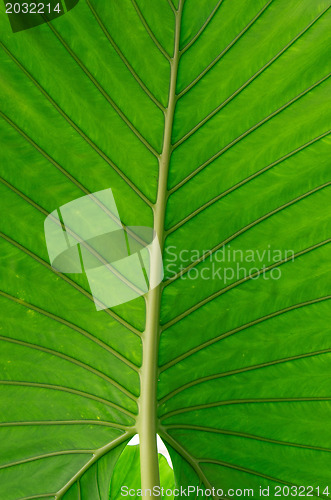 Image of green leaf 
