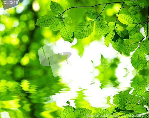 Image of green leaves