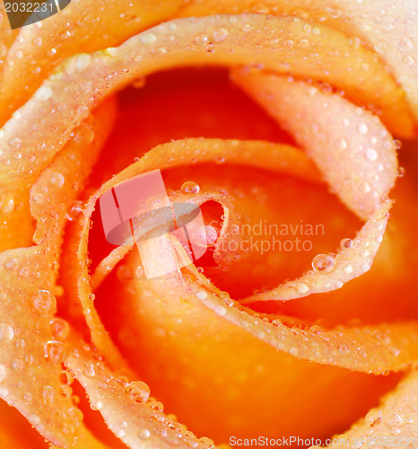 Image of rose