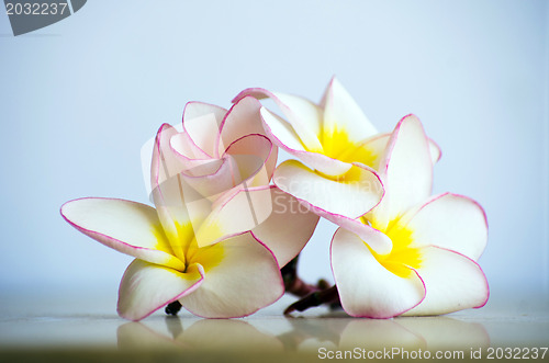 Image of flowers frangipani