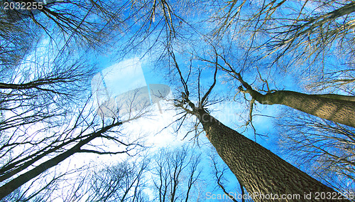 Image of winter forest 