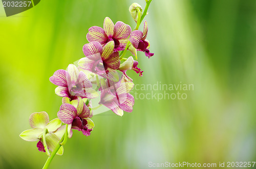 Image of beautiful orchid 