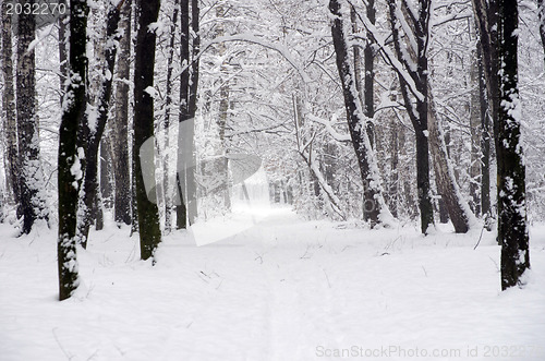 Image of  winter forest  