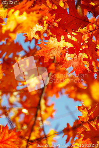 Image of autumn leaves 