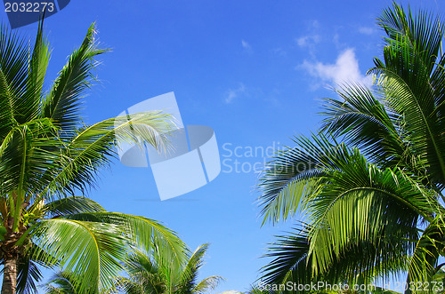 Image of  palm tree on sky 