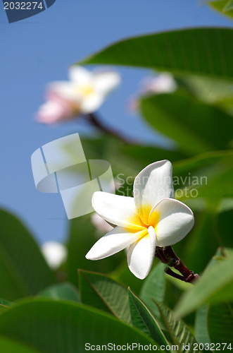 Image of white plumeria flowers 