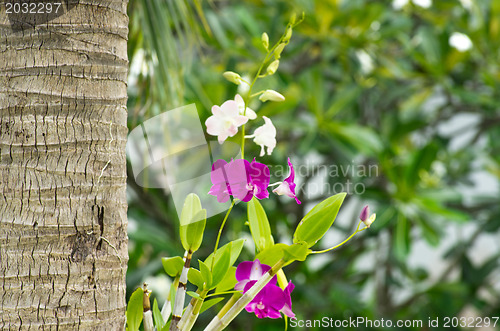 Image of  orchid 