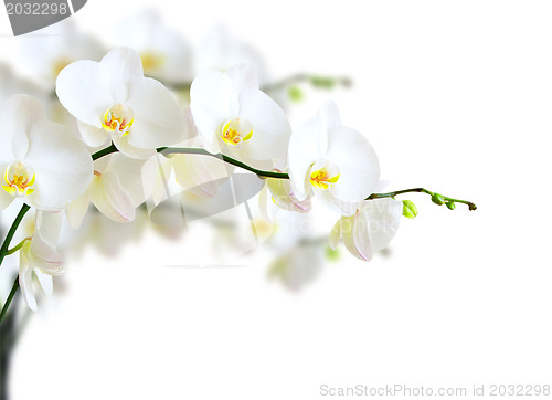 Image of White orchid