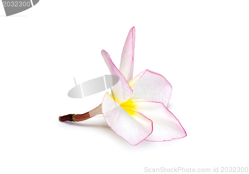 Image of Frangipani flower 