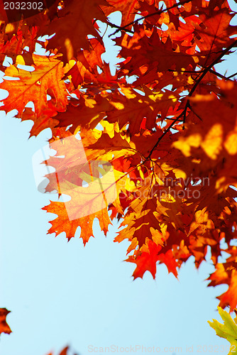 Image of autumn leaves