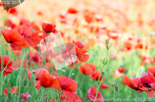 Image of  red poppy 