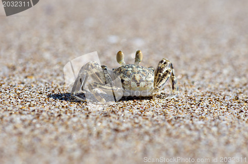 Image of crab 