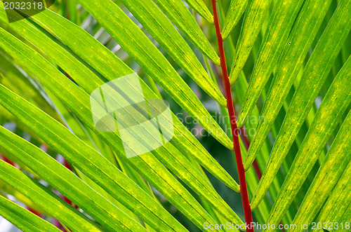 Image of green leaf 