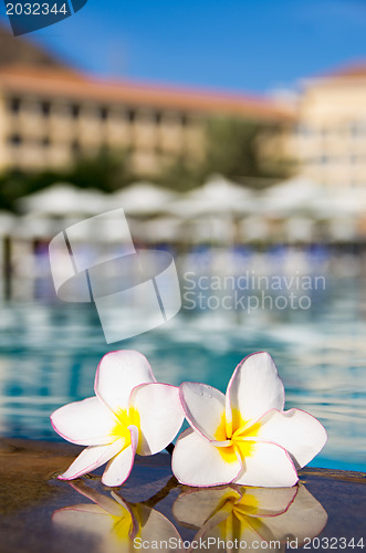 Image of  flowers Plumeria  