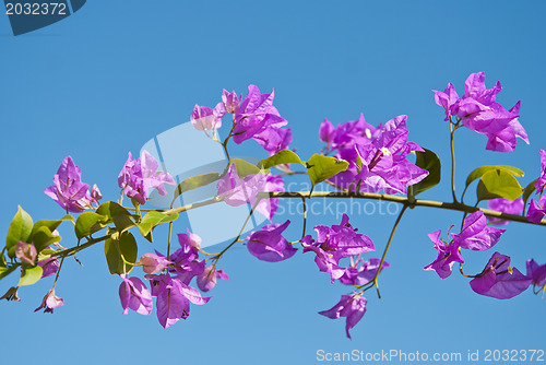 Image of Bougainvillea