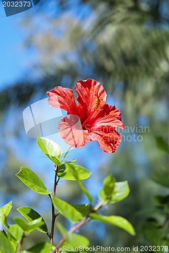 Image of Red Hibiscus