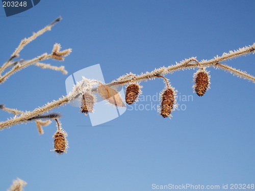 Image of Rime