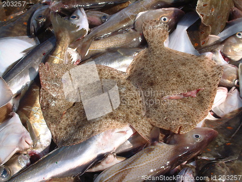 Image of Fish