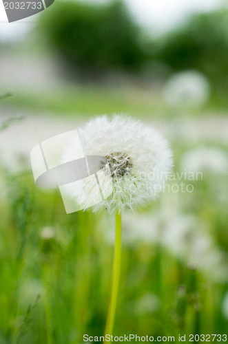 Image of dandelion
