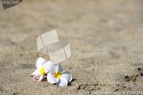 Image of  flower Plumeria 