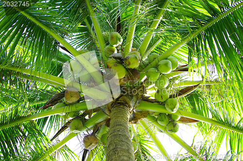 Image of  palm tree 