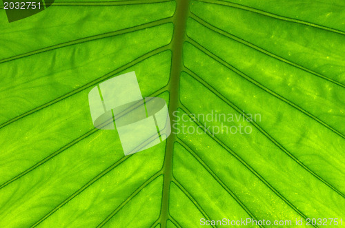 Image of  leaf texture 