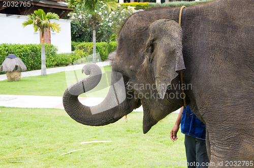 Image of asian elephant