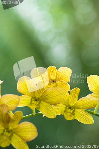Image of  orchid 
