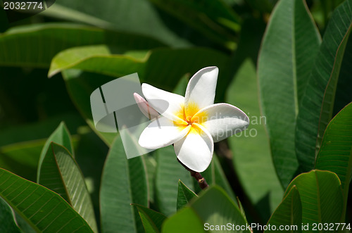 Image of white plumeria flowers 