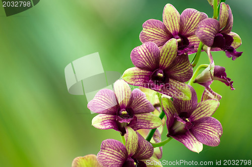 Image of orchid 