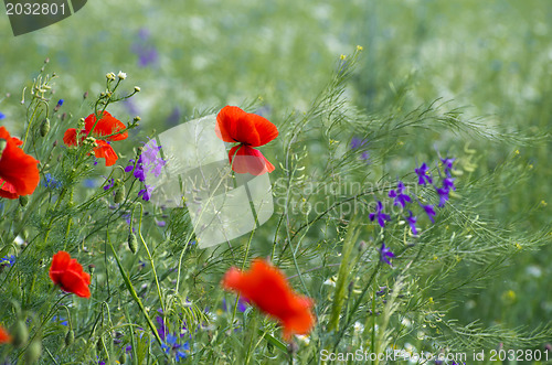 Image of red poppy on cereal field