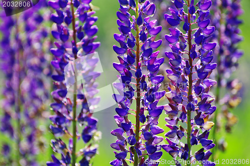 Image of  flowers