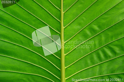 Image of  green leaf 