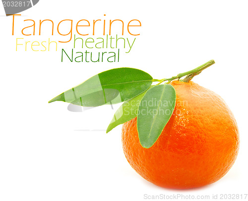 Image of Tangerine