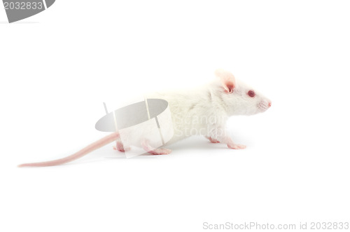 Image of  rat 