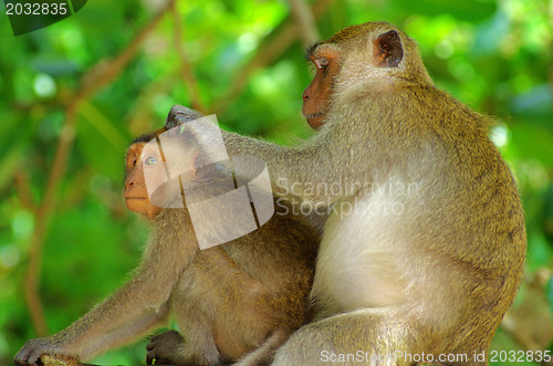 Image of monkey 
