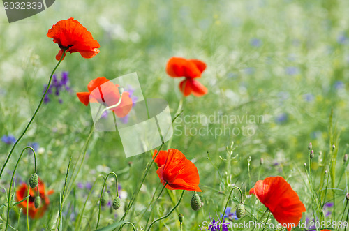 Image of  red poppy 