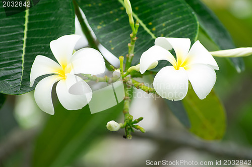 Image of Frangipani flowers 