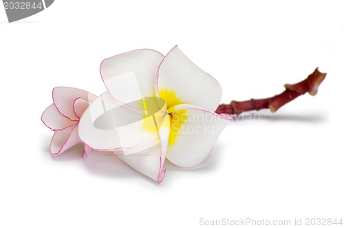 Image of flower frangipani 