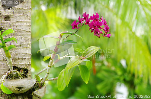 Image of  orchid 