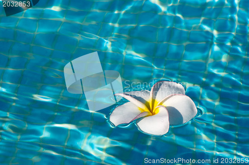 Image of frangipani flower 