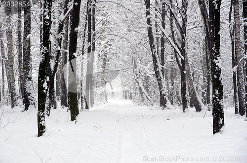 Image of  winter forest  