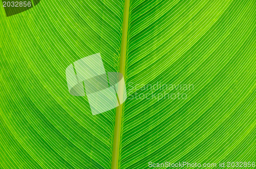 Image of green leaf texture 