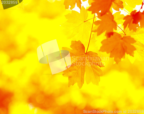 Image of Autumn Background