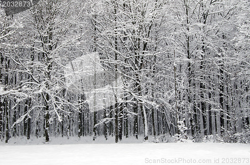 Image of  winter forest  