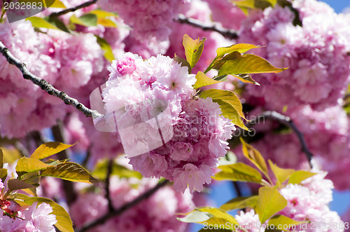 Image of  flowers    