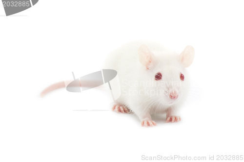 Image of  rat 